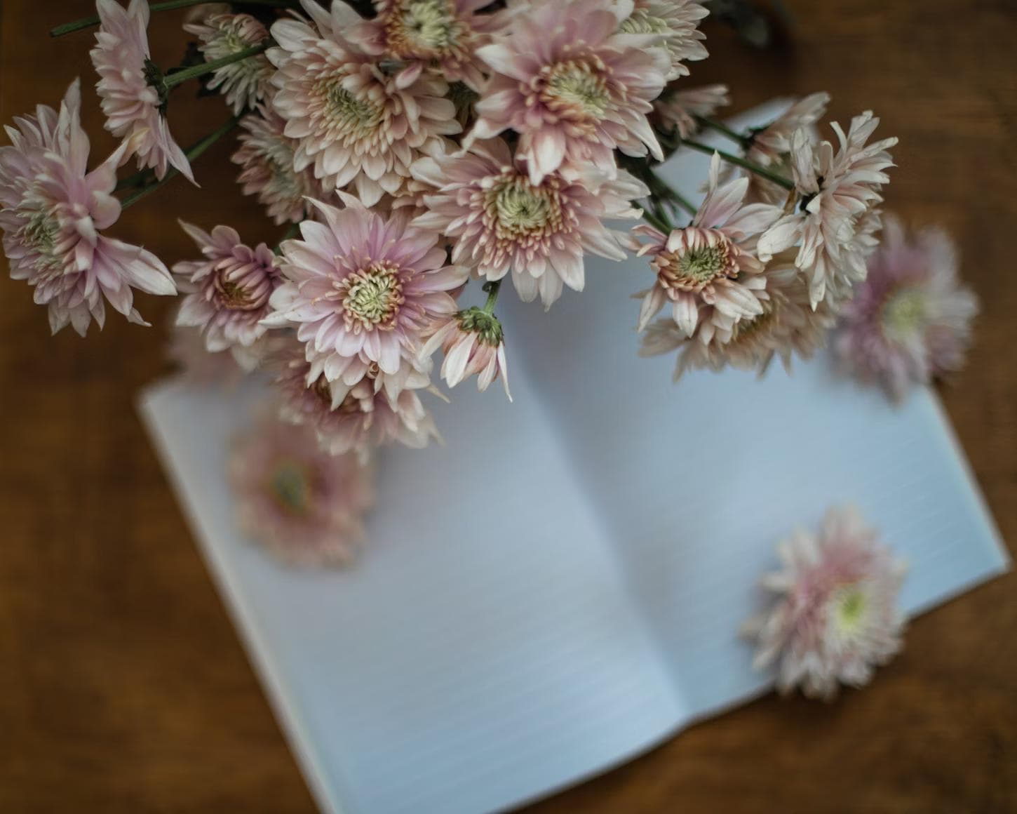 Open journal with soft pink flowers resting on the pages, symbolizing calm reflection and gratitude journaling.