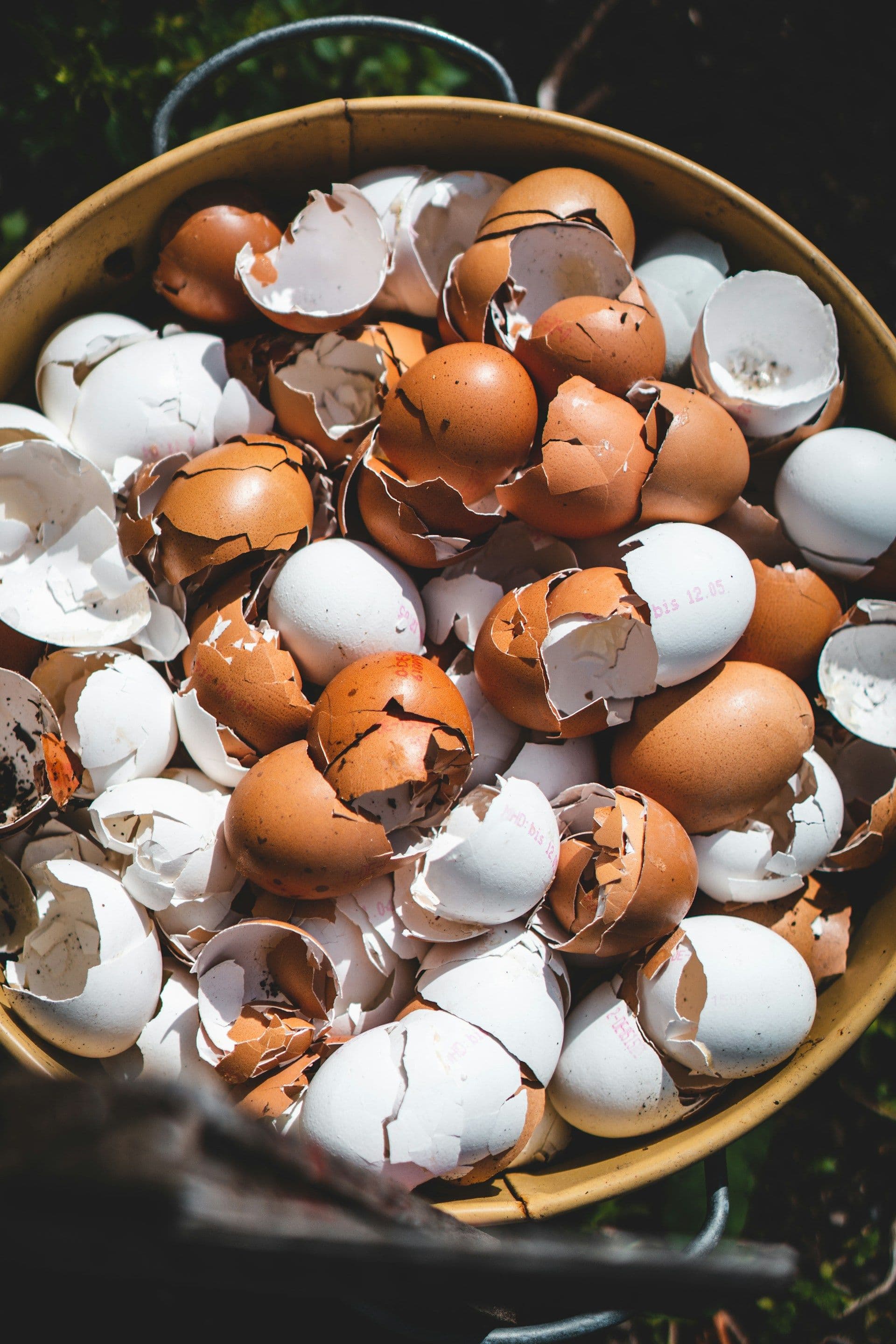 A bucket of egg shells meant for compost.